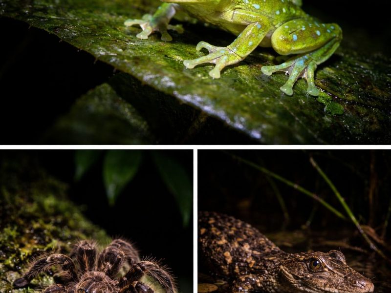 Amazonas from Puerto Nariño – Nature & Wildlife Experience (2–3 Days)